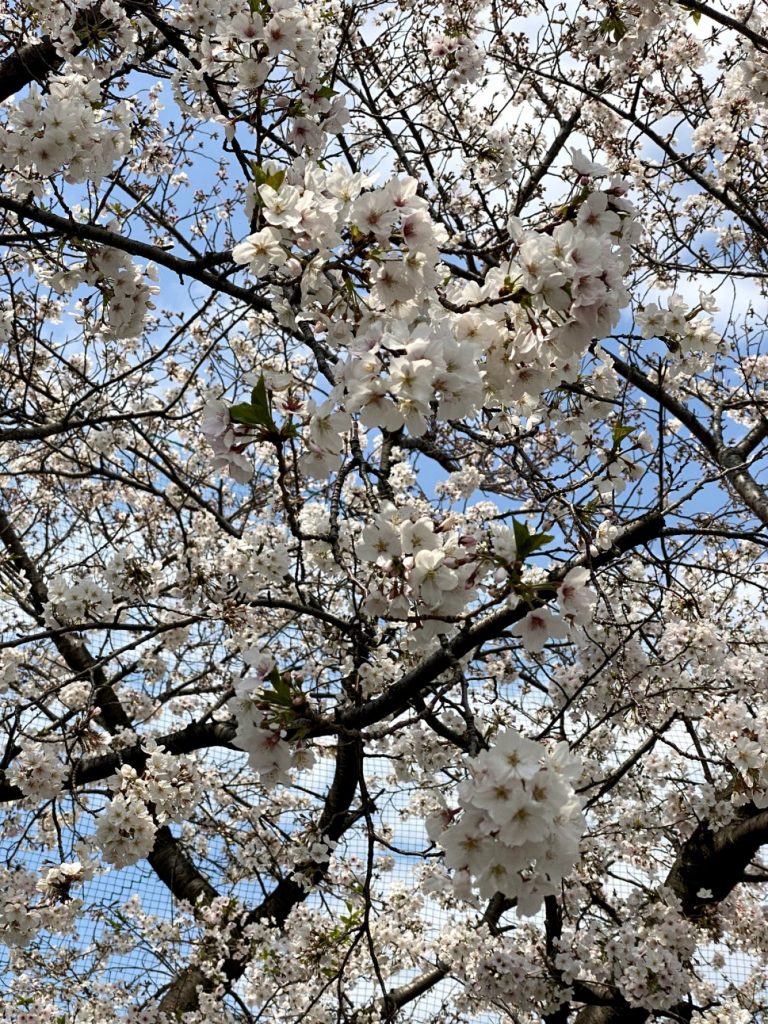 ふと見上げた桜