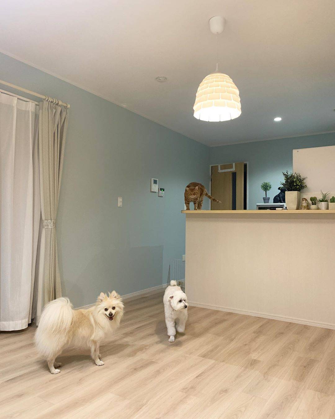 明るい木目のクッションフロアをリビングに敷いた実例。犬と猫が遊ぶ姿も映り、清潔感と温かみのある空間になっている。