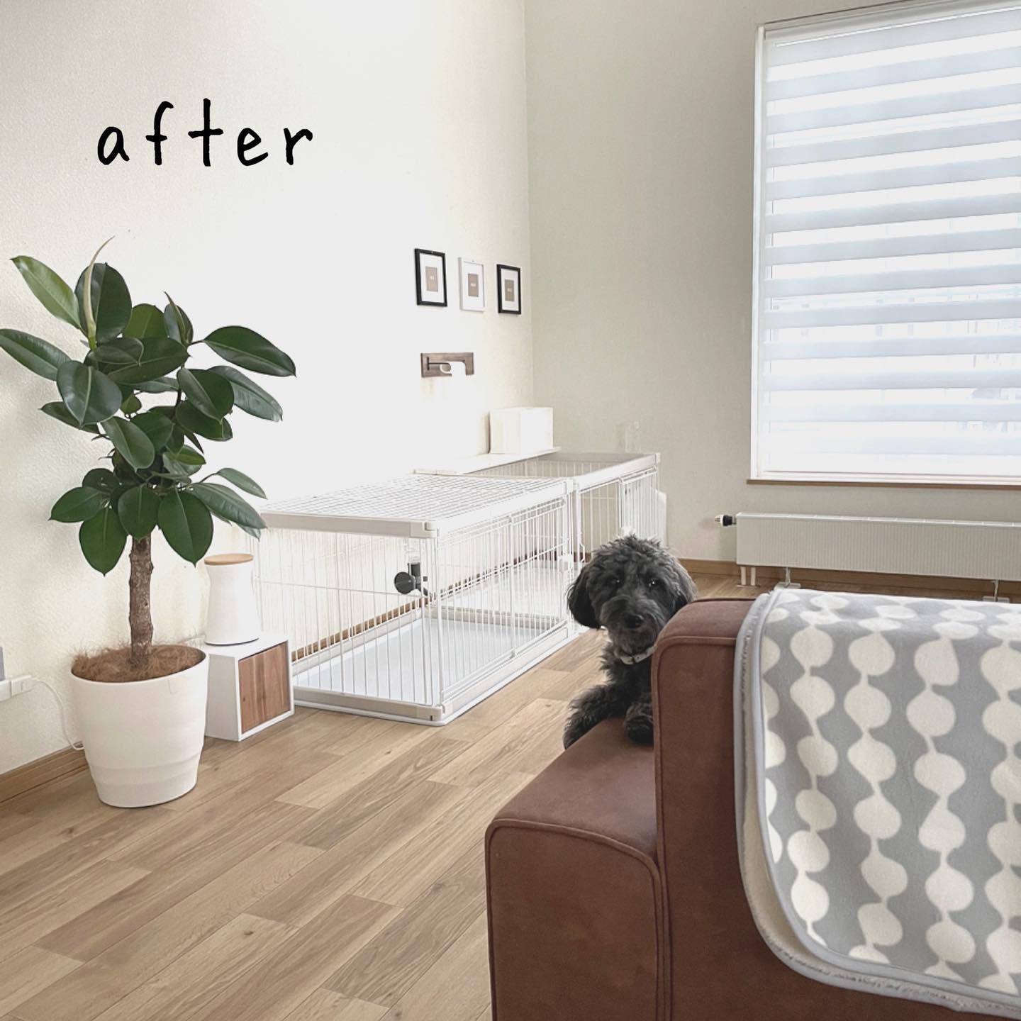 ナチュラルな木目柄のクッションフロアをリビングに敷いた実例。観葉植物とブラウンソファが調和し、やさしい色合いの空間に黒い犬がくつろいでいる。