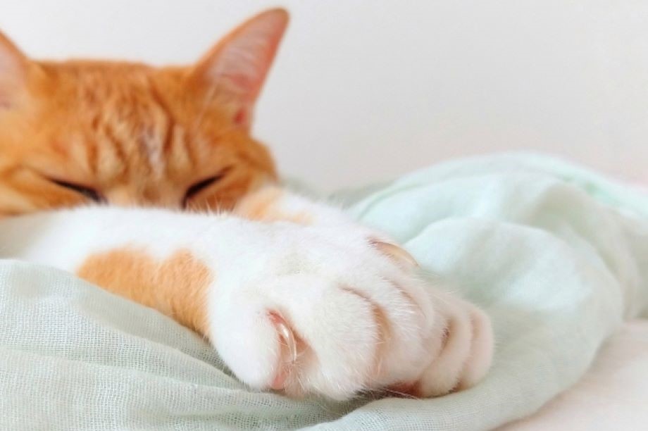 猫 イメージ