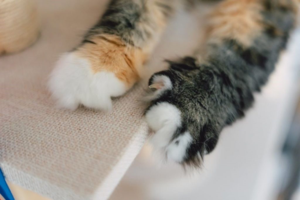 猫 手 爪 イメージ