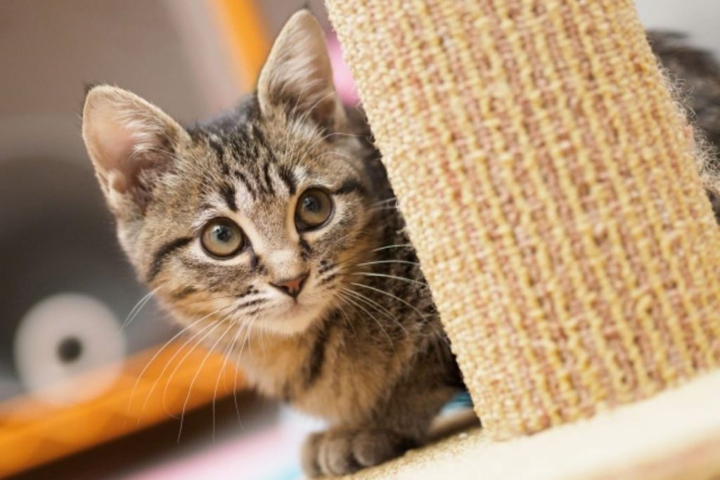 猫 イメージ