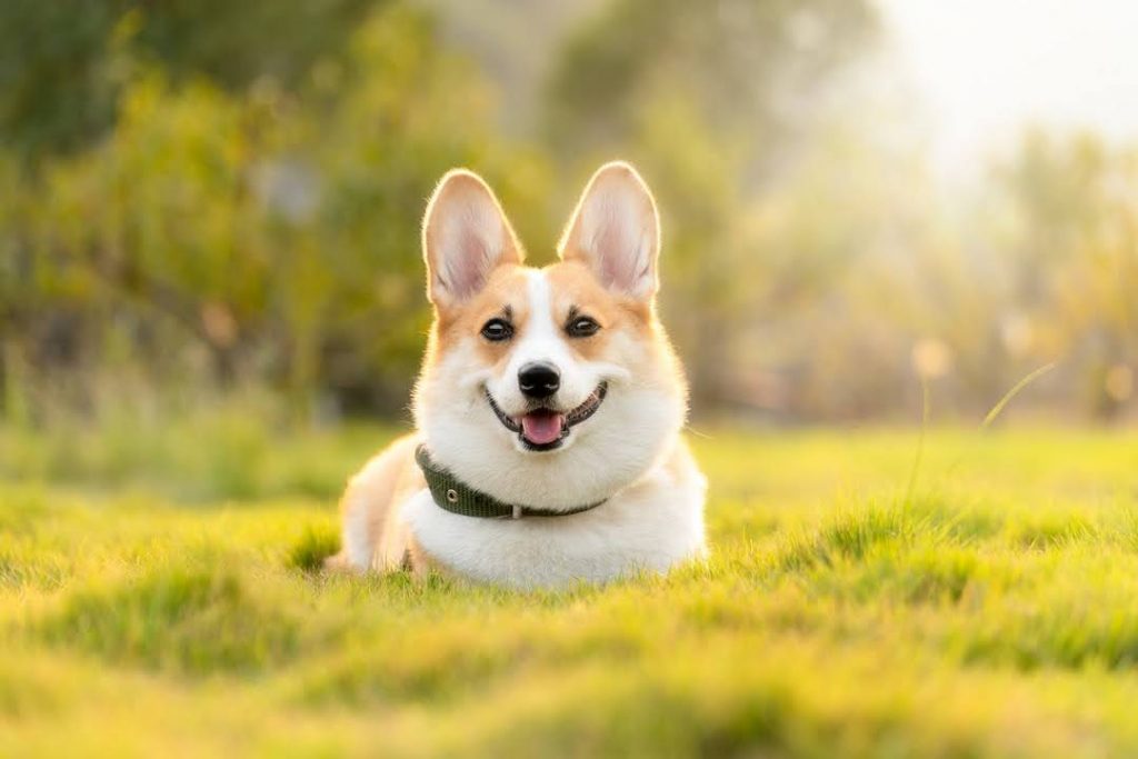 健康なシニア犬 穏やかな表情でリラックスするコーギー