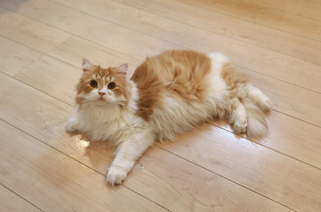 猫 イメージ