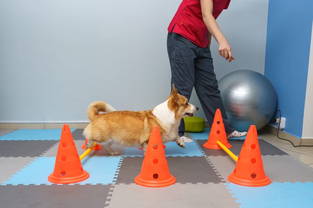 シニア犬の老化予防 室内での簡単なアジリティトレーニング