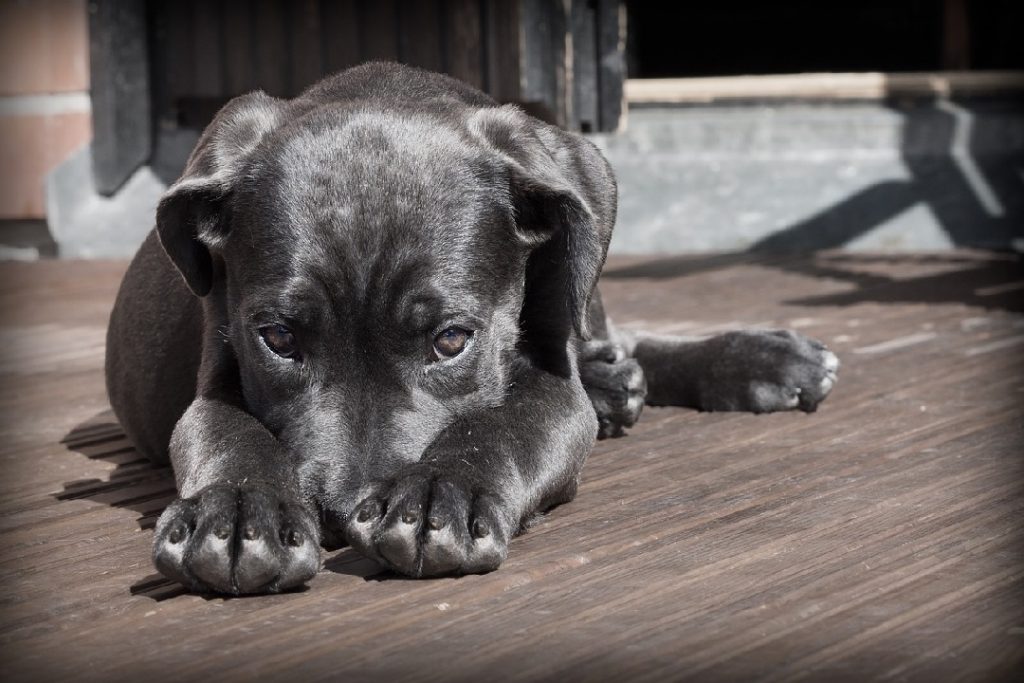 寂しそうに伏せている黒い子犬。お留守番が苦手な犬の不安な気持ちを表現