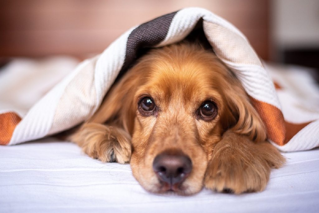 ブランケットにくるまって不安そうな表情を見せる犬。お留守番中の寂しさを感じる様子