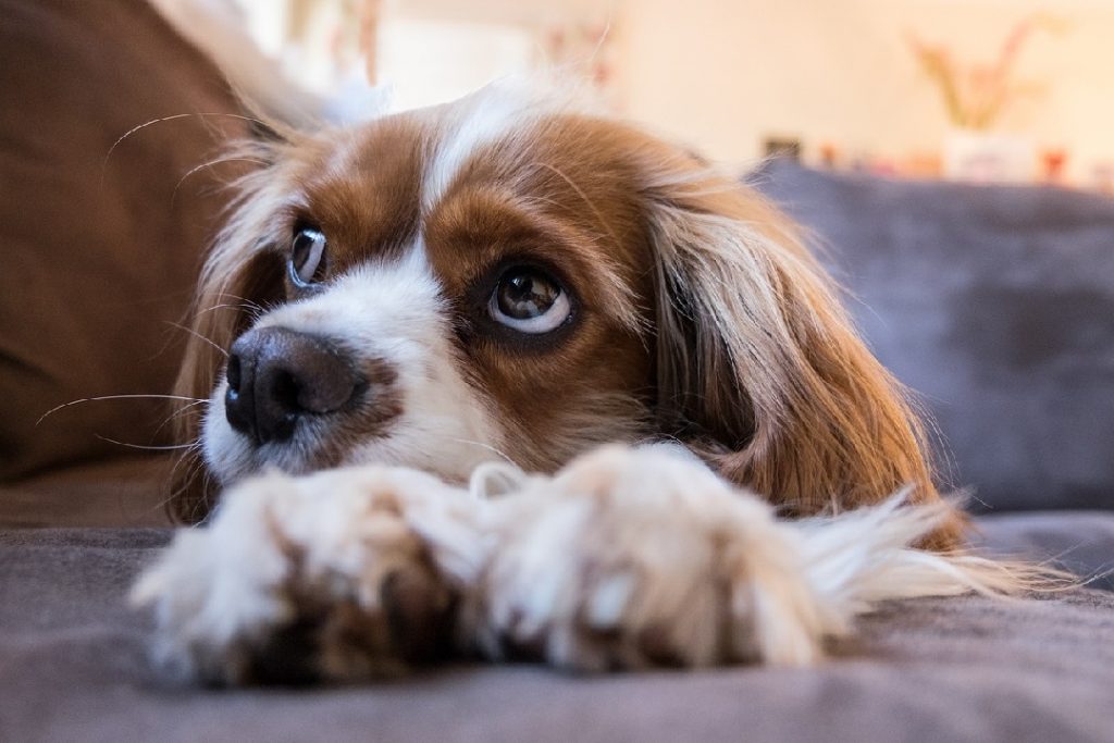 飼い主の帰りを待つような切ない表情を浮かべる犬。お留守番中の犬の不安な気持ちをイメージ