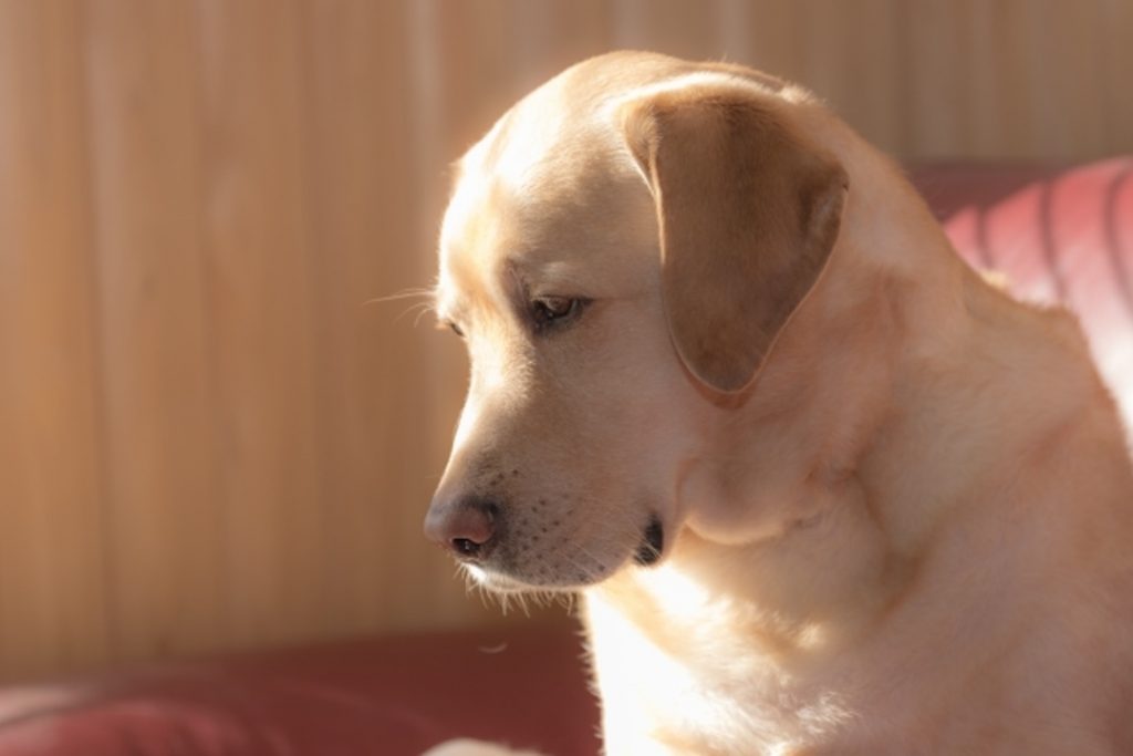 室内で少ししょんぼりとした表情を見せる犬。近隣トラブルを避けるためのしつけや生活環境が大切な室内犬の様子
