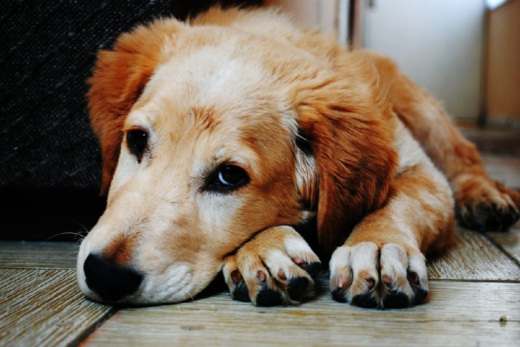 床に伏せてさみしげな表情を見せる犬。ひとりぼっちでお留守番をしている様子