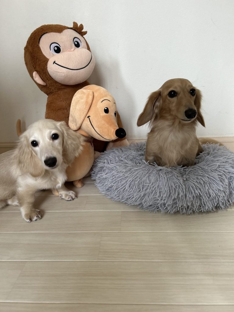 ラグリエ｜ペットマット ノーザンオークの床に座る2匹の犬とぬいぐるみ。明るい木目調デザインでペット写真が映える様子
