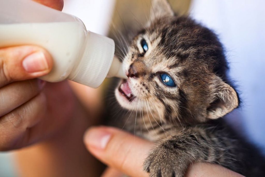 哺乳瓶でミルクを飲む保護子猫の様子。ミルクボランティアによる育児支援活動の一環。