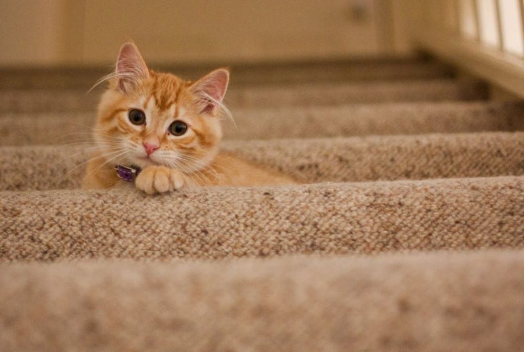 階段でくつろぐ保護猫。家庭で一時的に世話をする預かりボランティア活動のイメージ。