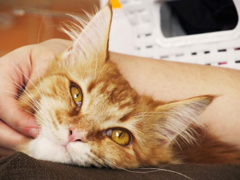 優しく撫でられて安心する保護猫。里親募集ボランティアによる人馴れ支援の様子。