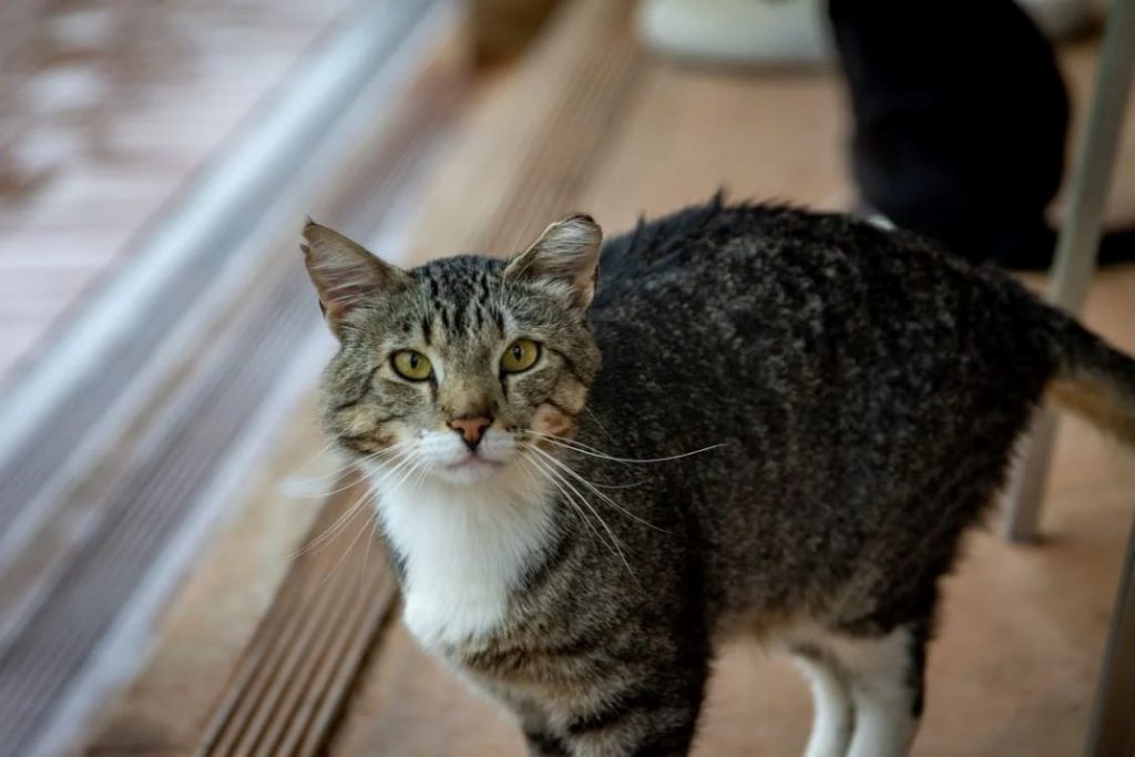 穏やかな表情を見せる高齢の保護猫。終生飼養を支える看取りボランティアの役割を伝える一枚。