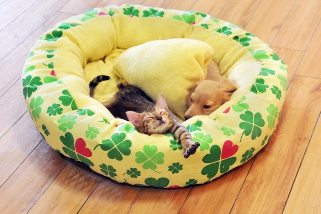 クローバー柄の黄色いペット用ベッドで仲良く眠る子犬と子猫