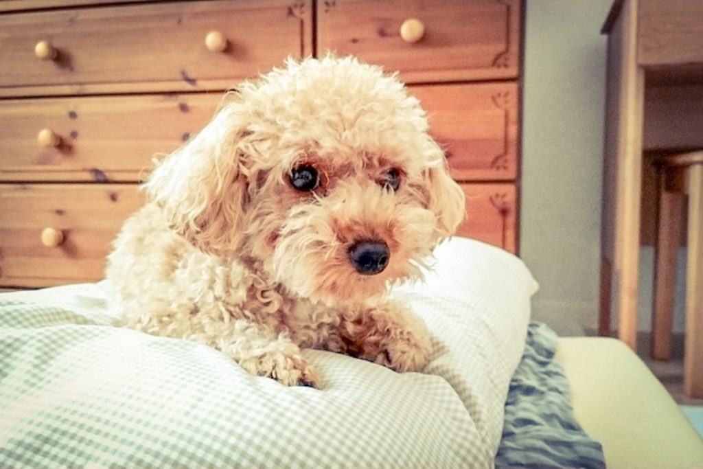 犬　イメージ.
ベッドの上でくつろぐ、毛並みがふわふわのトイプードル