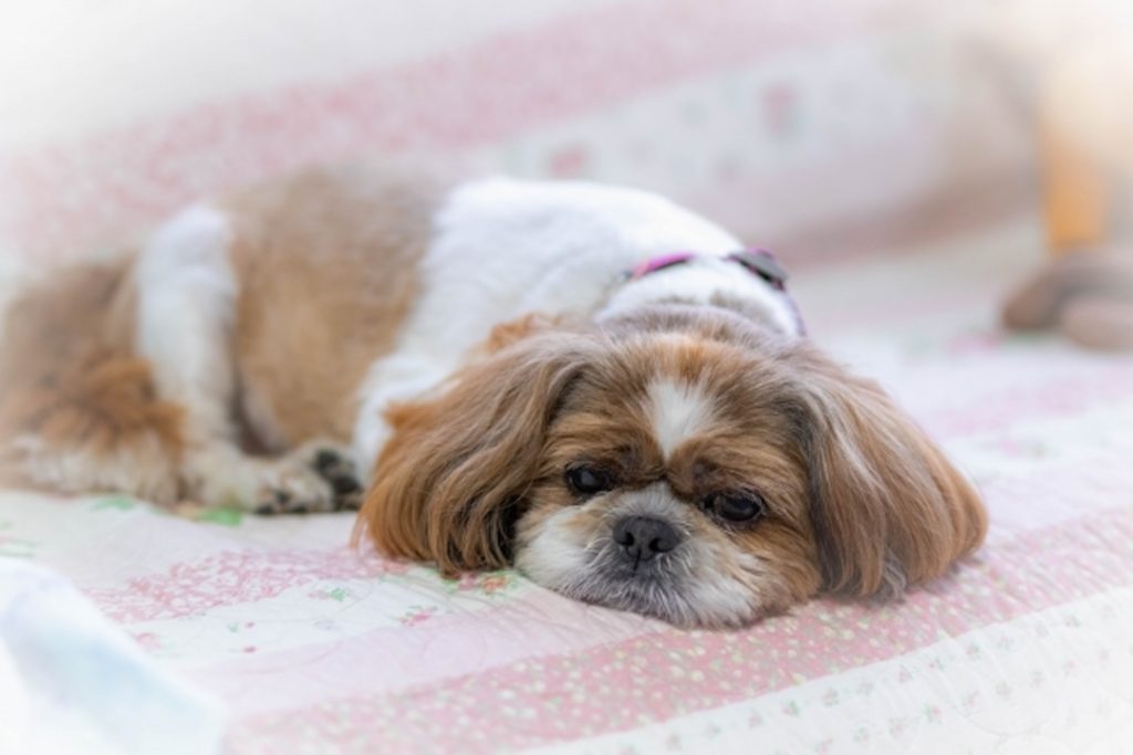 柔らかいベッドの上でリラックスしてうつ伏せになっているシーズー犬