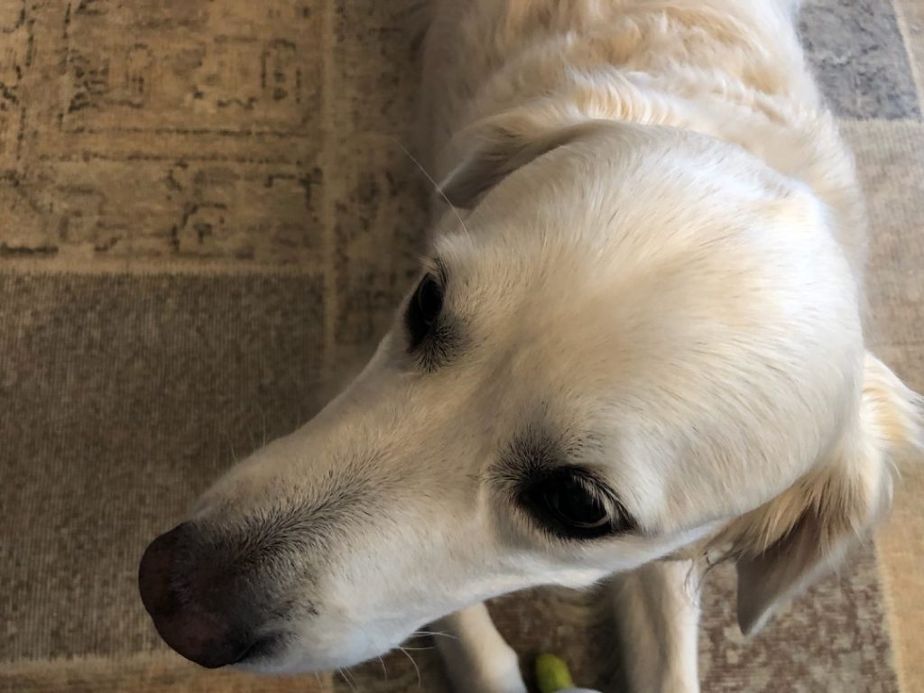模様入りのクッションフロアの上でくつろぐ白い犬。クッションフロアなら床デザインを手軽に変えられるイメージ
