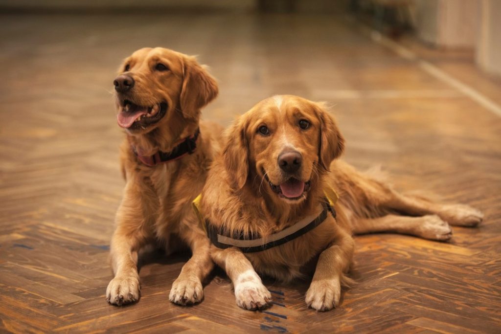 木目調の床に並んで座る2匹の大型犬。定期的に床デザインを変えることで、より思い出深いペット写真が撮影できるイメージ
