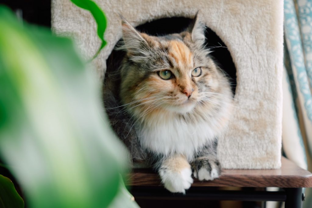 猫用ハウスから顔を出す長毛の三毛猫。高い場所に登る習性に配慮した、猫が安心してくつろげる縦の空間活用。