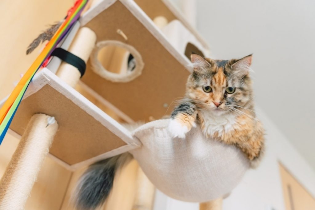 猫の快適な環境作りに役立つ、ハンモック付きキャットタワーでくつろぐ長毛の三毛猫。
