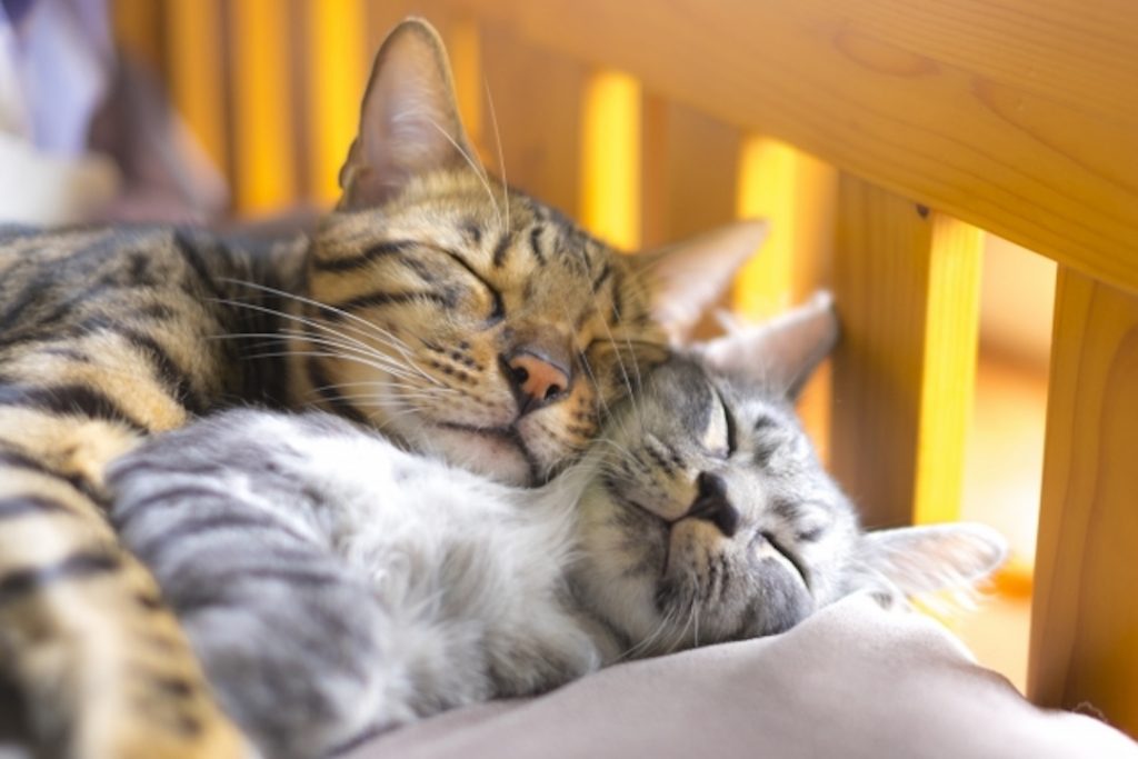 快適で安全な寝床でぐっすり眠るキジトラ猫とグレーのサバトラ猫。「安全な環境づくり」の重要性を示す。
