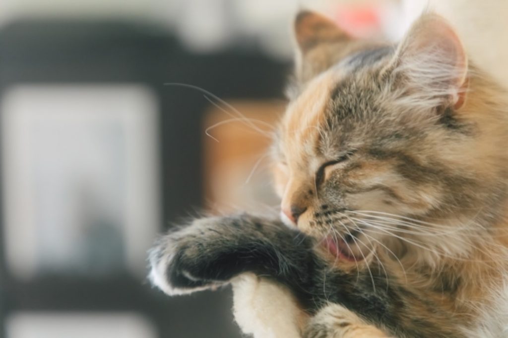 高齢の猫が安心して過ごせる環境づくりの一環として、ゆっくりと毛づくろいをするシニア猫。