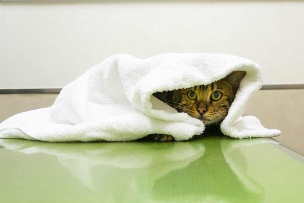 タオルに隠れて不安げな表情を見せる猫。