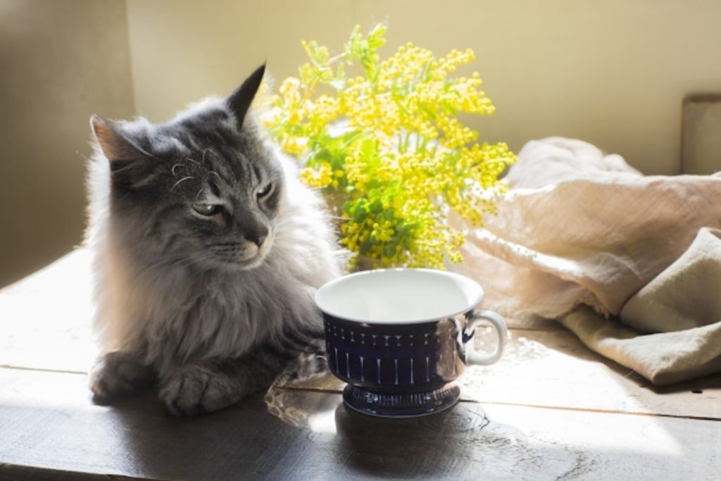 明るい日差しの中で、カップの隣に座る長毛のグレーの猫。