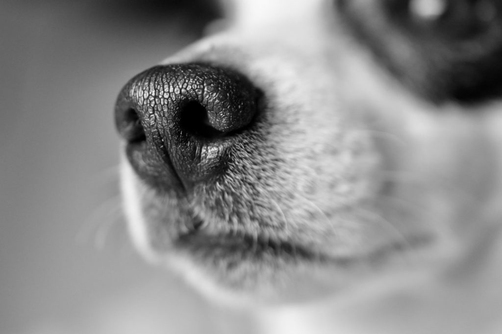 モノクロで写された犬の鼻のアップ。ペットの唾液や皮脂など、目に見えない床汚れの原因とニオイ発生の関連性を示唆する。