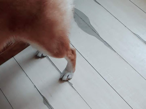 犬 床 傷。幼犬の噛み癖によって傷つき、ボロボロになってしまったダイニングの床と柴犬の足