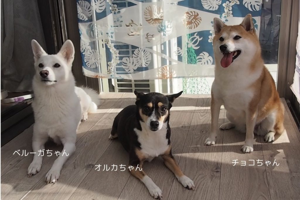 犬用サンルームでくつろぐ3匹の愛犬。ペットマットの床で快適に過ごす様子。愛犬のサンルームDIYのアイデア