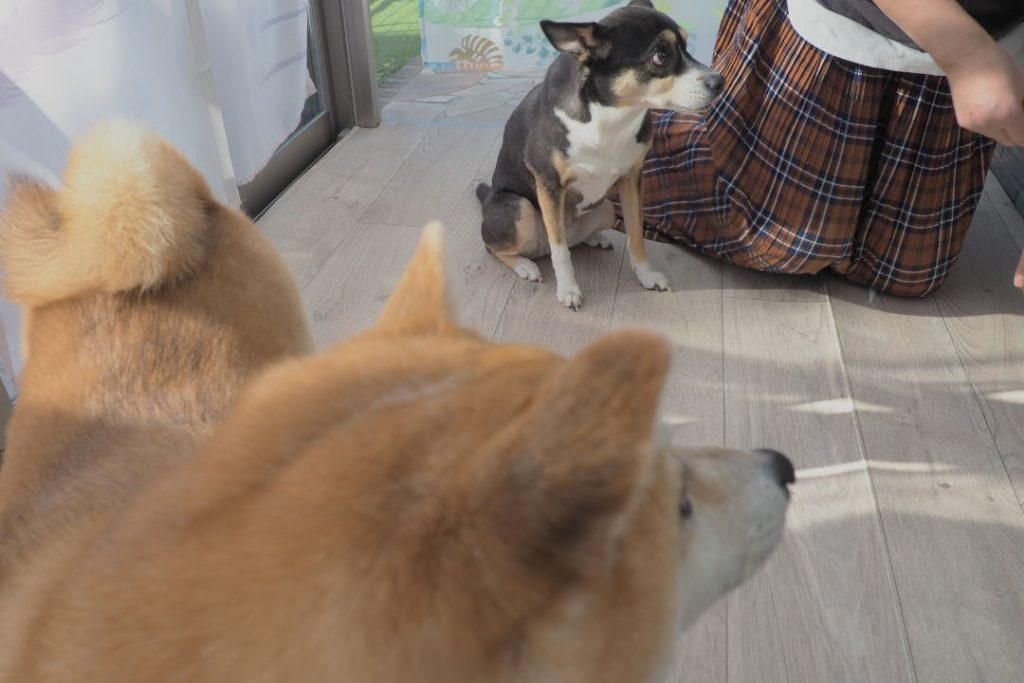愛犬の柴犬たちがサンルームの床DIY作業を間近で見つめている。新しいペットマットに興味津々の様子。