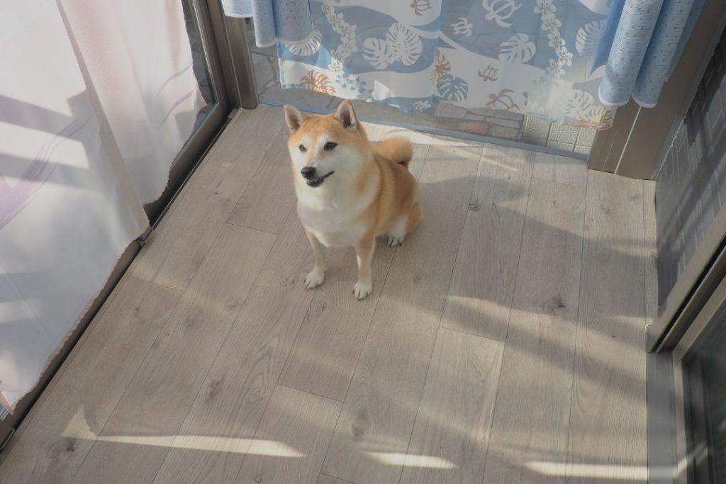 サンルームにラグリエのペットマット「ホワイトオーク」を敷いたあと、DIY後の床にお座りする柴犬。