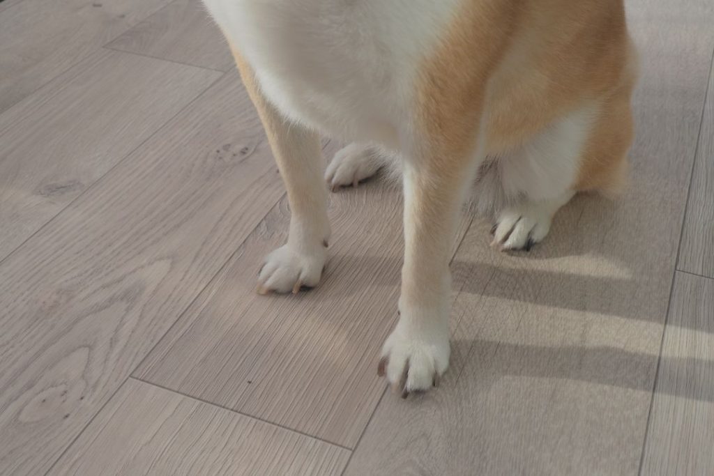 サンルームにラグリエのペットマット「ホワイトオーク」を敷いたあと、DIY後の床にお座りする柴犬。フローリング床よりもすべりにくい仕様で、犬の足とマットのアップ画像