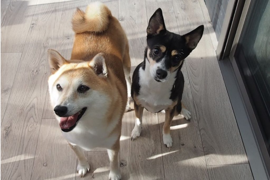 サンルームの床はクッションフロアDIYしたあと、満足げにたたずむ茶と黒白の柴犬2匹。