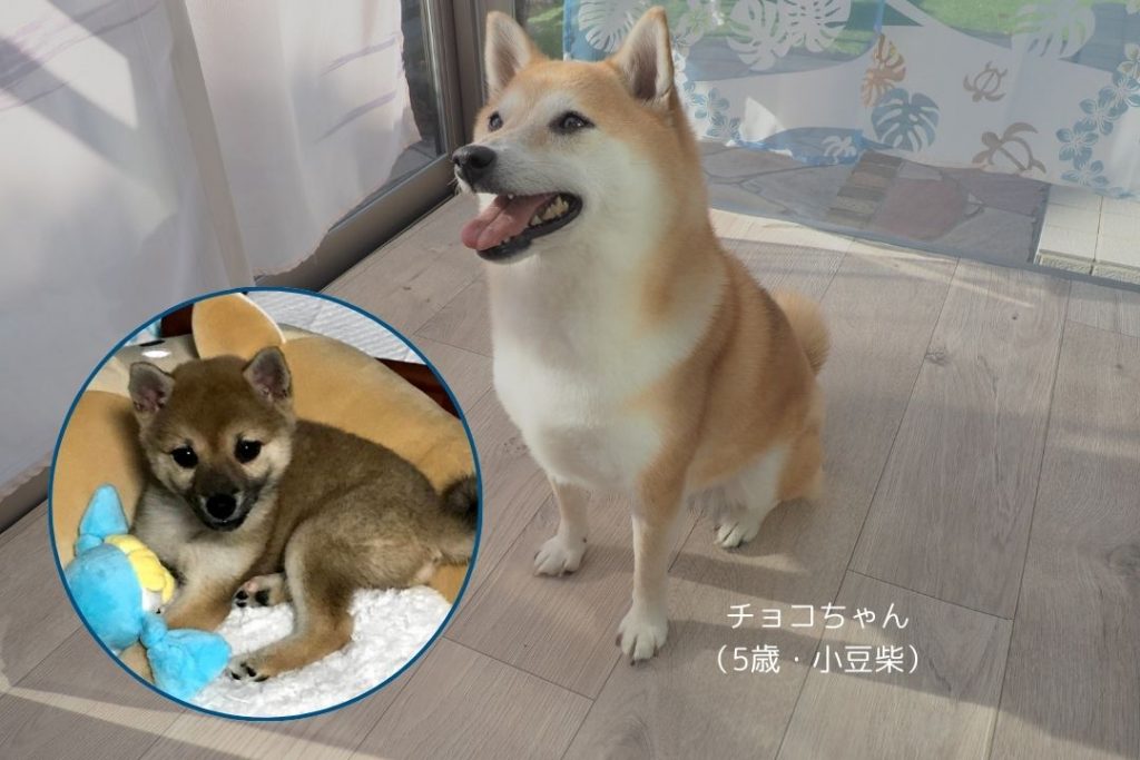 サンルームでくつろぐ柴犬と、子犬時代の写真。犬の成長に合わせてペットマットが床の負担を軽減し、快適なサンルーム空間を演出