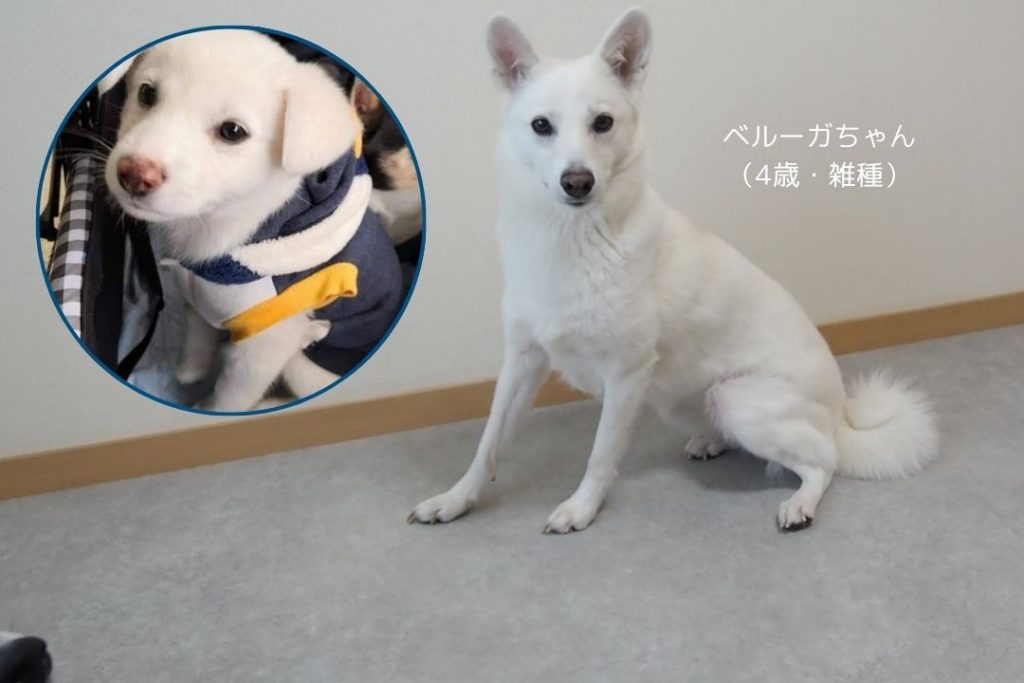 サンルームでくつろぐ柴犬と、子犬時代の写真。犬の成長に合わせてペットマットが床の負担を軽減し、快適なサンルーム空間を演出