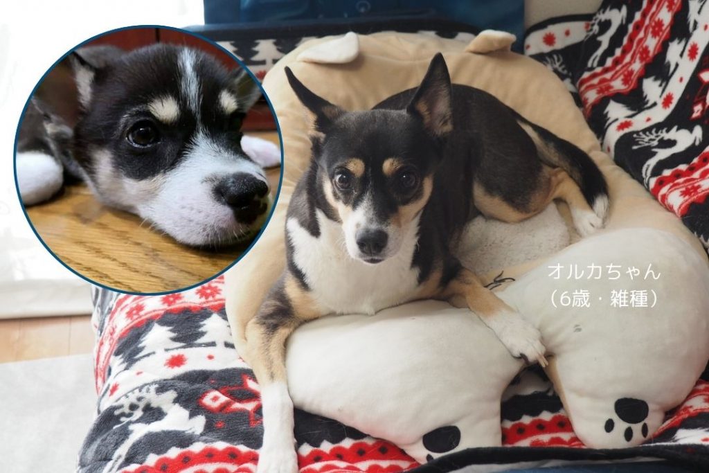 サンルームでくつろぐ柴犬と、子犬時代の写真。犬の成長に合わせてペットマットが床の負担を軽減し、快適なサンルーム空間を演出