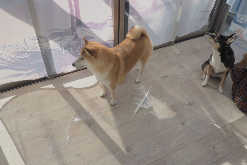 愛犬たちがサンルームの床DIY作業の様子を見守っている。柴犬たちが新しいペットマットに興味津々の様子