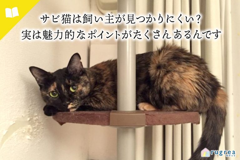 サビ猫は飼い主が見つかりにくい理由や魅力を紹介する記事のアイキャッチ画像　サビ猫がキャットタワーにのってこちらを見つめている