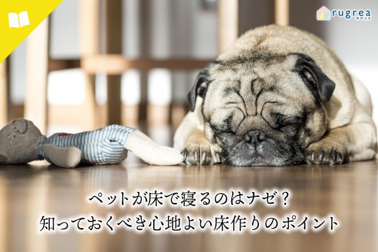 ペットが床で寝るのはなぜ？のアイキャッチ画像　パグが床でぬいぐるみと一緒に寝ている