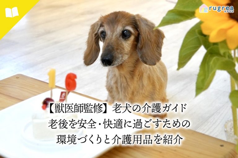 老犬の介護ガイド記事のアイキャッチ画像　犬がバースディケーキを見つめる