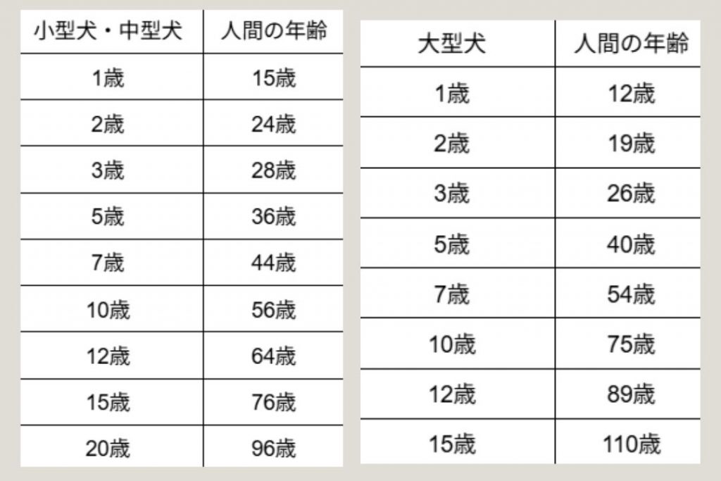 シニア犬の年齢目安 小型犬・中型犬・大型犬と人間年齢の比較表