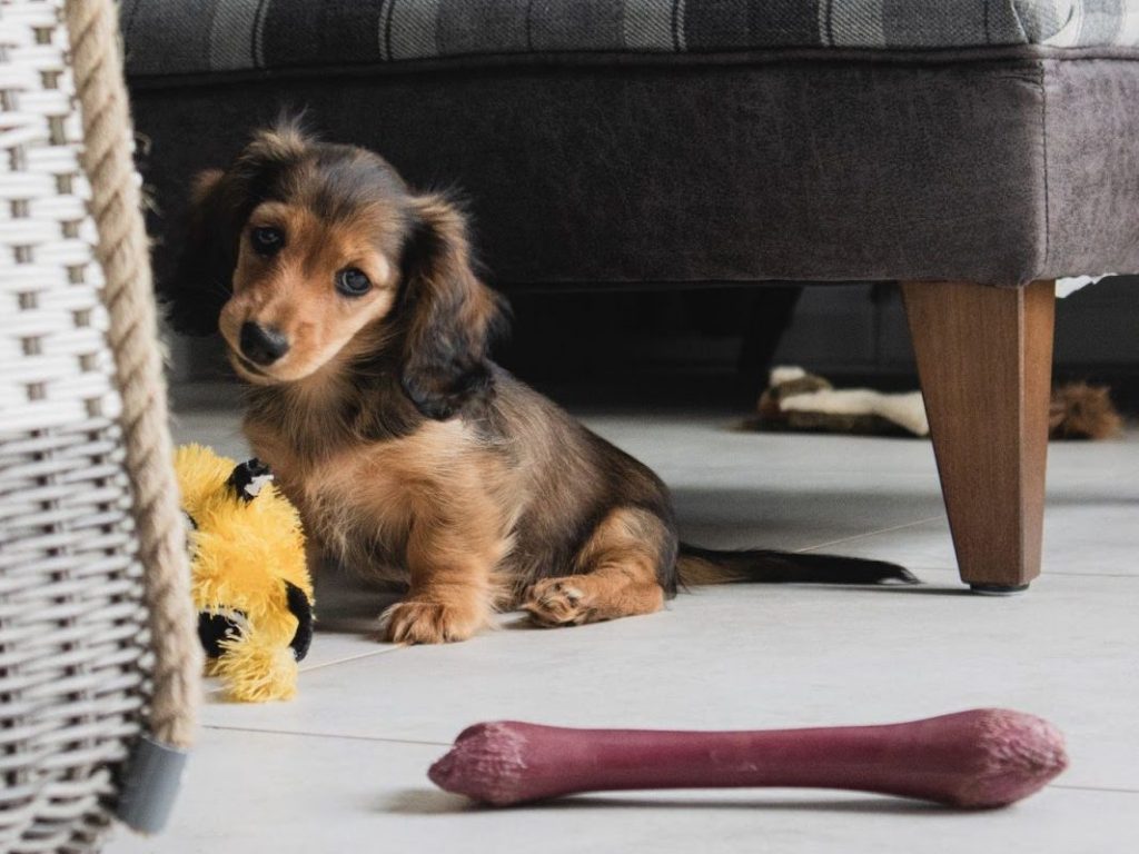 子犬がソファ下の床でおもちゃのそばに座っている様子