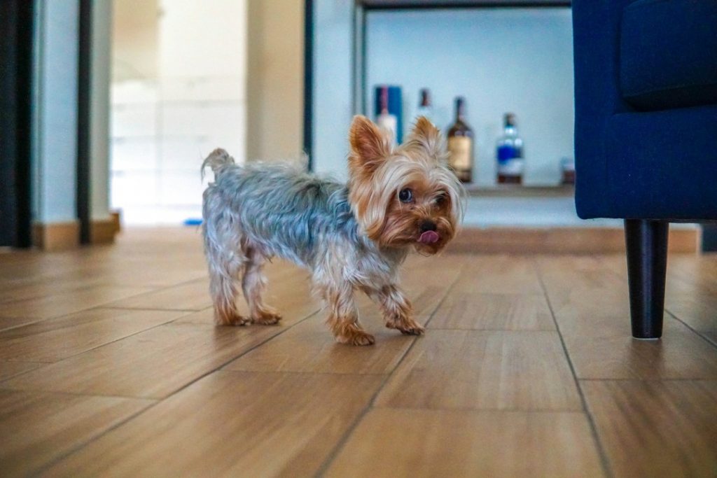 フローリングを歩くヨークシャーテリア。室内で佇む小型犬