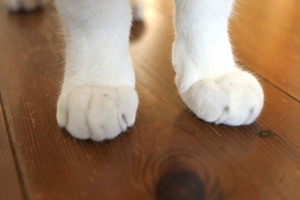 床を歩く猫の足のクローズアップ