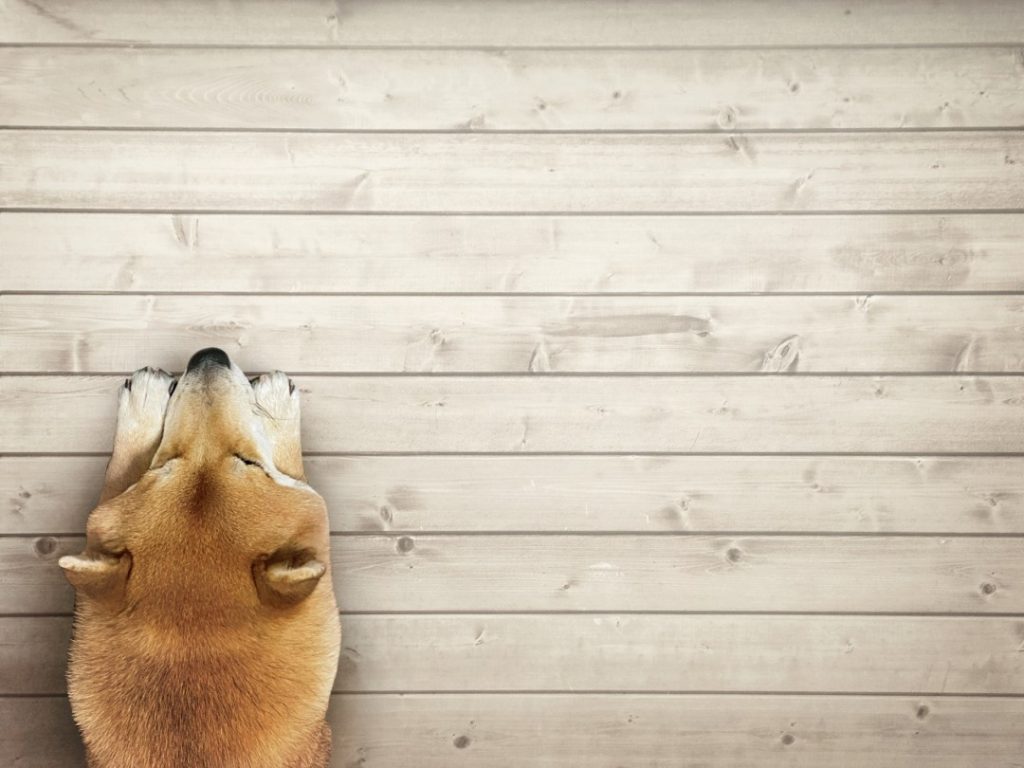 木目調の床に寝転ぶ柴犬。フローリングの上でくつろぐ柴犬