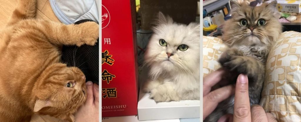 左: 丸い顔と折れ耳が特徴的なオレンジ色のスコティッシュフォールド 中央: ふわふわの白い毛と緑色の瞳が美しいペルシャ猫 右: 大きな目とぺちゃっとした鼻が愛らしい茶色のヒマラヤン(ペルシャ系)
